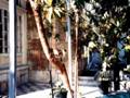 الأشجار داخل صحن منزل دمشقي